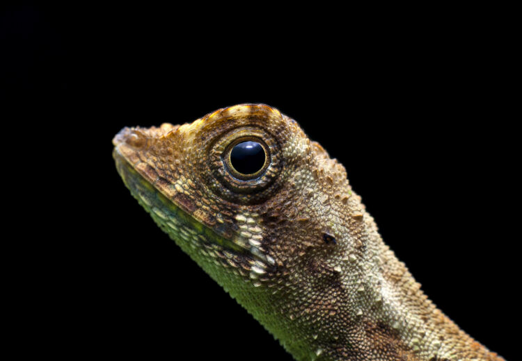 De oren van deze hagedis kun je niet zien.